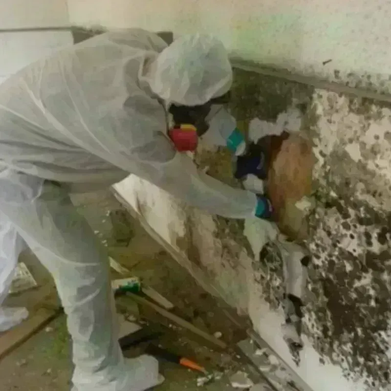 Mold Remediation and Removal in Penobscot County, ME